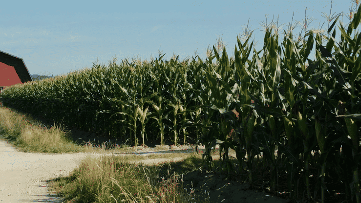 Want to See What a Successful Strategy Looks Like For The Climate Crisis?
